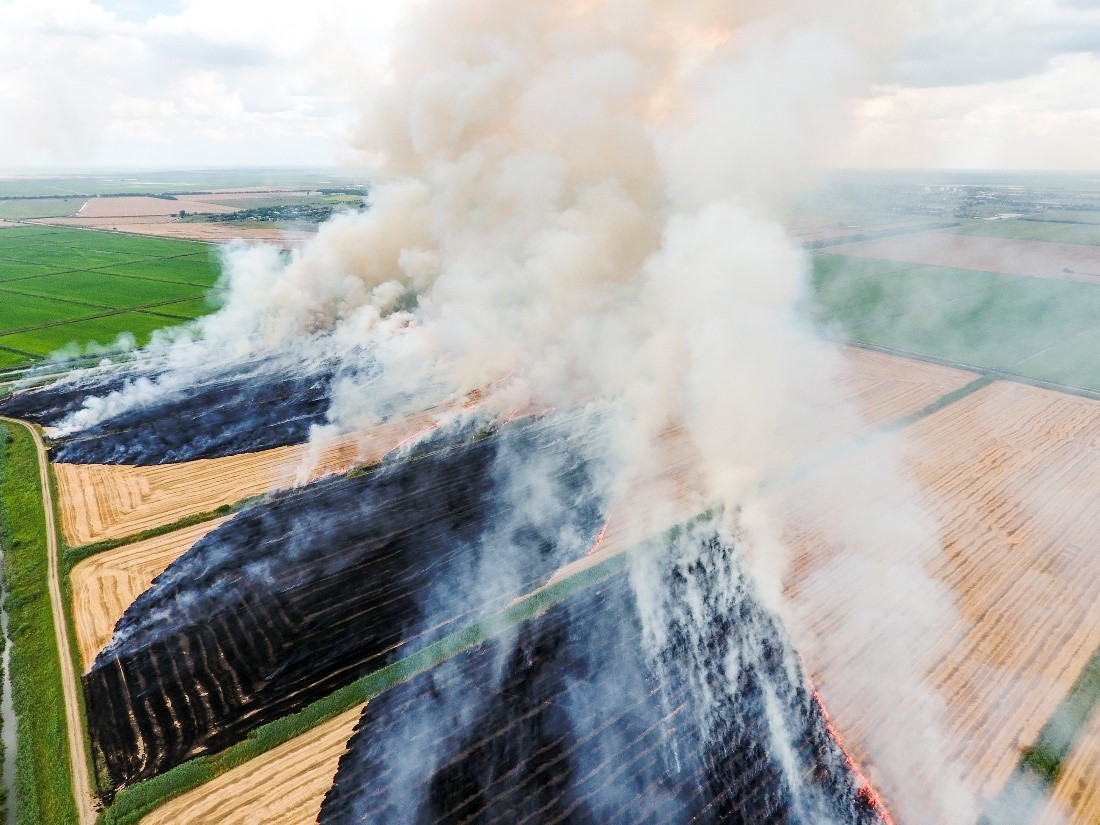 wheat straw burn